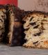 Panettone Cubano Natale 2023